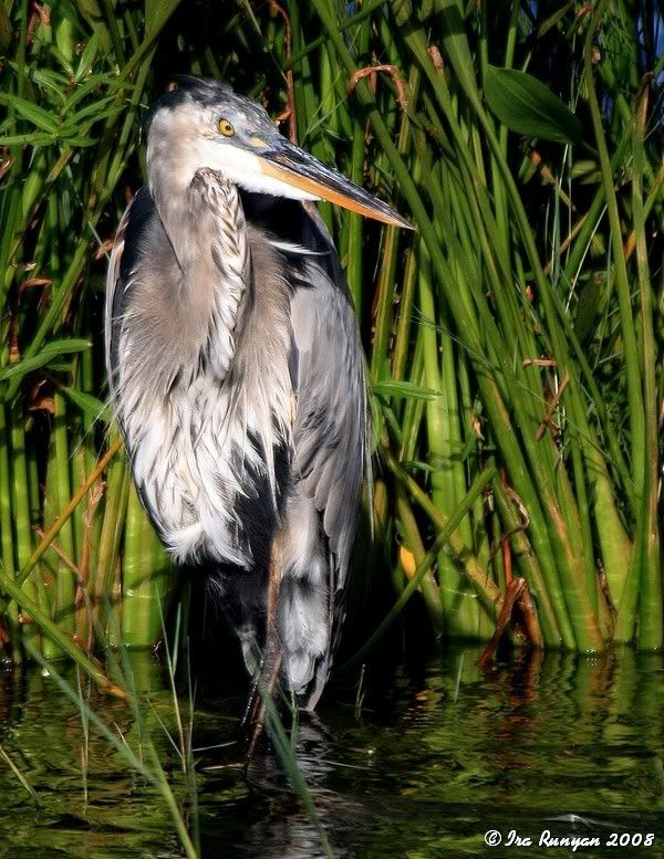 GreatBlueHeron_6562.jpg