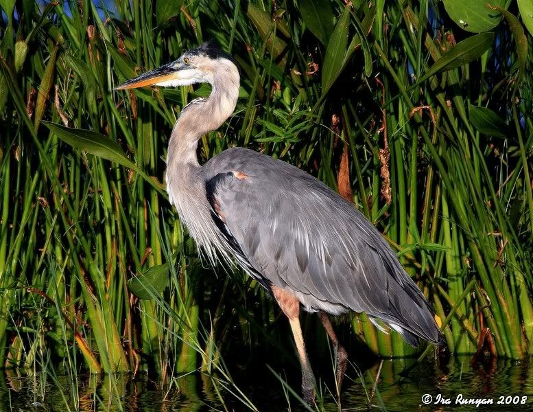 GreatBlueHeron_6568.jpg