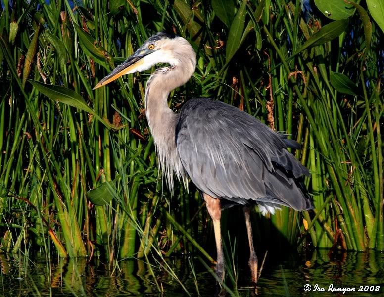 GreatBlueHeron_6570.jpg