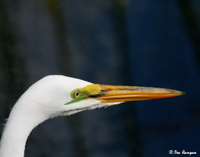 GreatEgret_0219.jpg