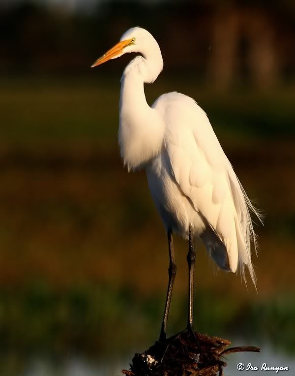 GreatEgret_8201.jpg