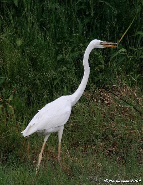 GreatWhiteHeron_4827.jpg