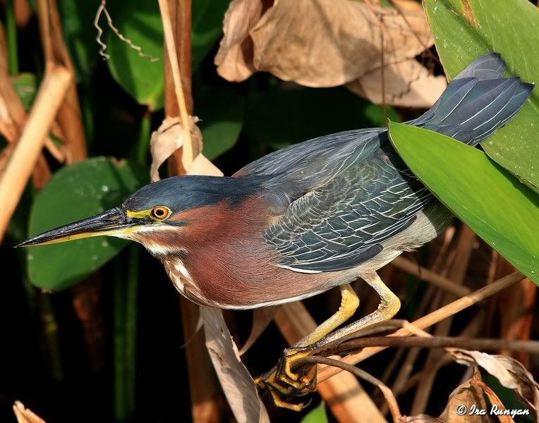 GreenHeron_1151.jpg