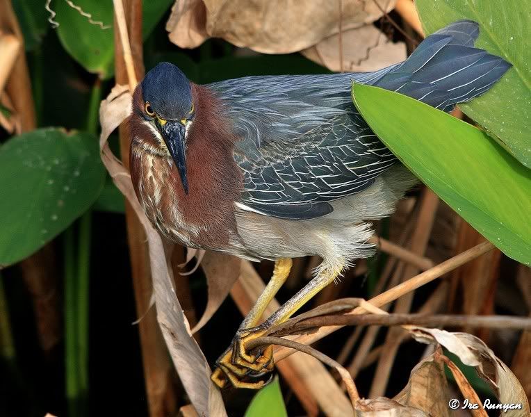 GreenHeron_1153.jpg