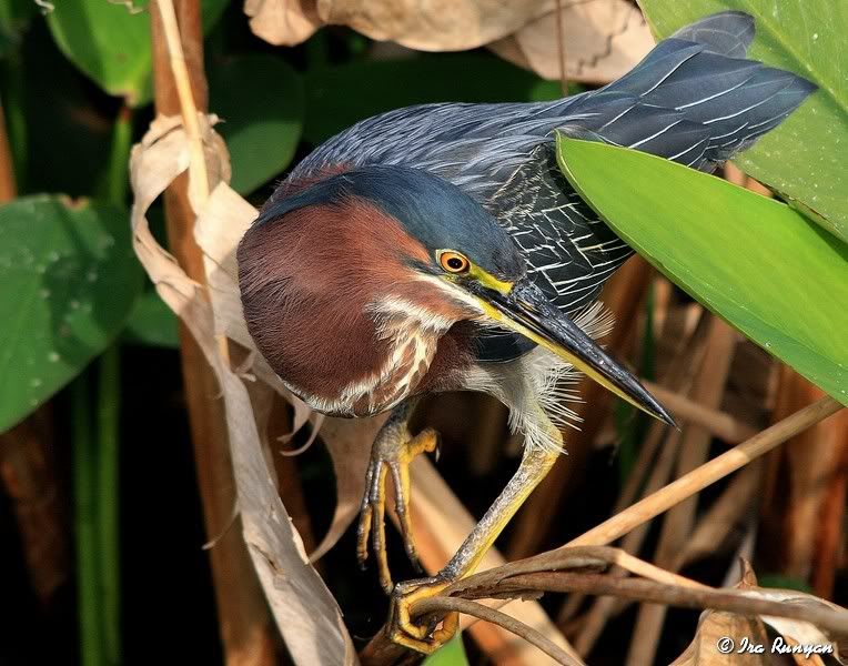 GreenHeron_1156.jpg