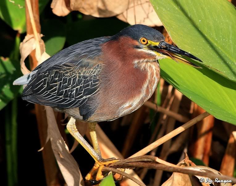 GreenHeron_1165.jpg