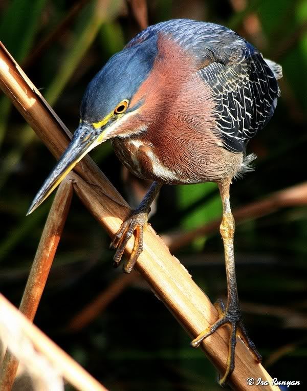 GreenHeron_1186.jpg