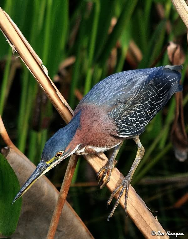 GreenHeron_1201.jpg