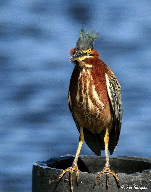 GreenHeron_2032.jpg