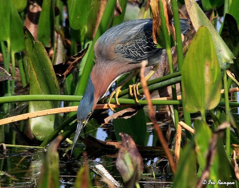 GreenHeron_2204.jpg