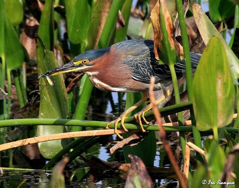 GreenHeron_2214.jpg