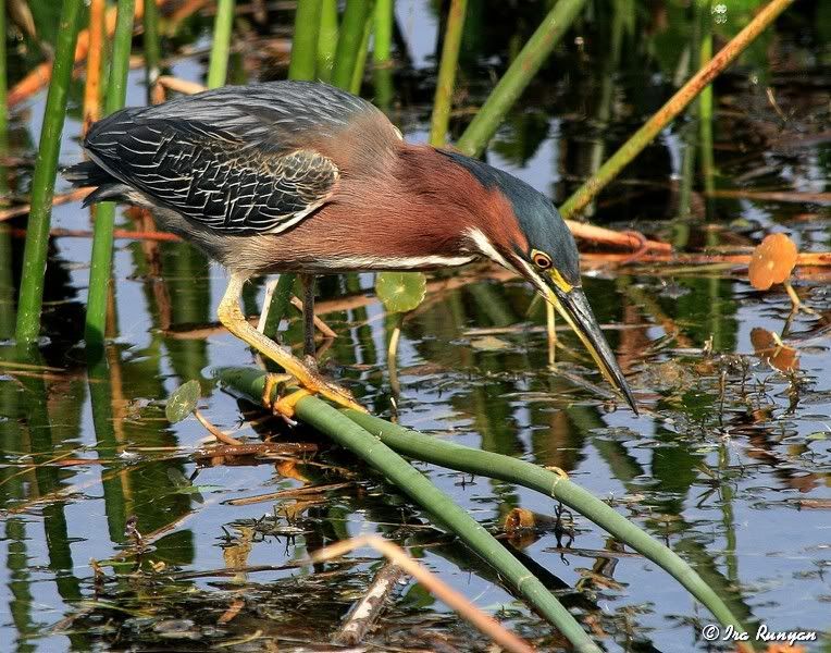 GreenHeron_2237.jpg