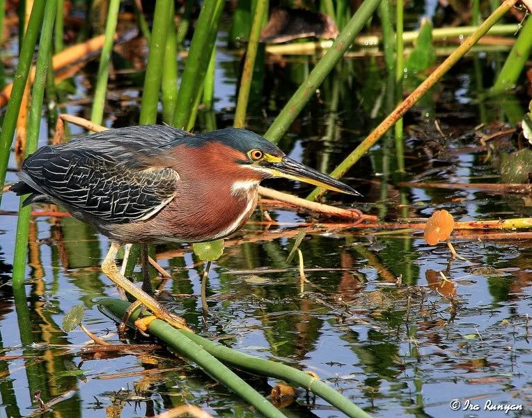 GreenHeron_2254.jpg