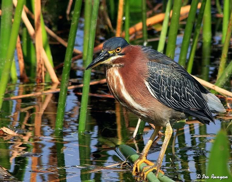 GreenHeron_2273.jpg