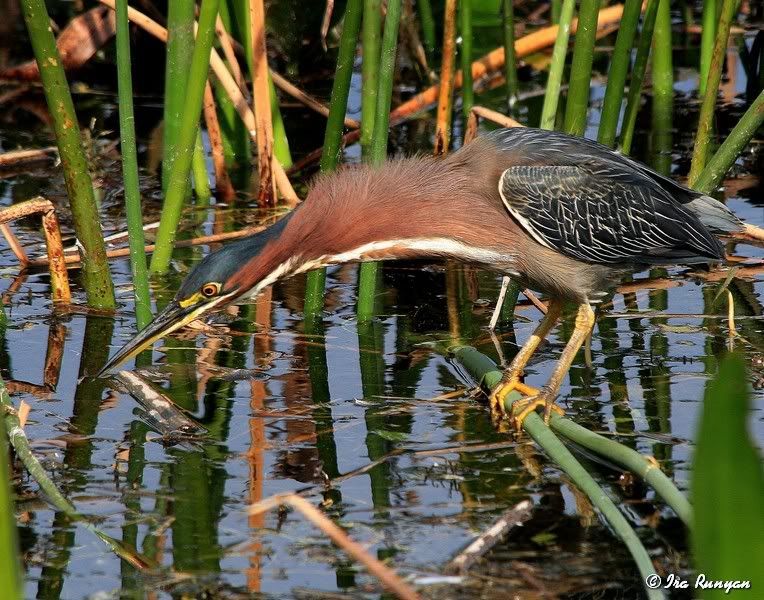 GreenHeron_2276.jpg