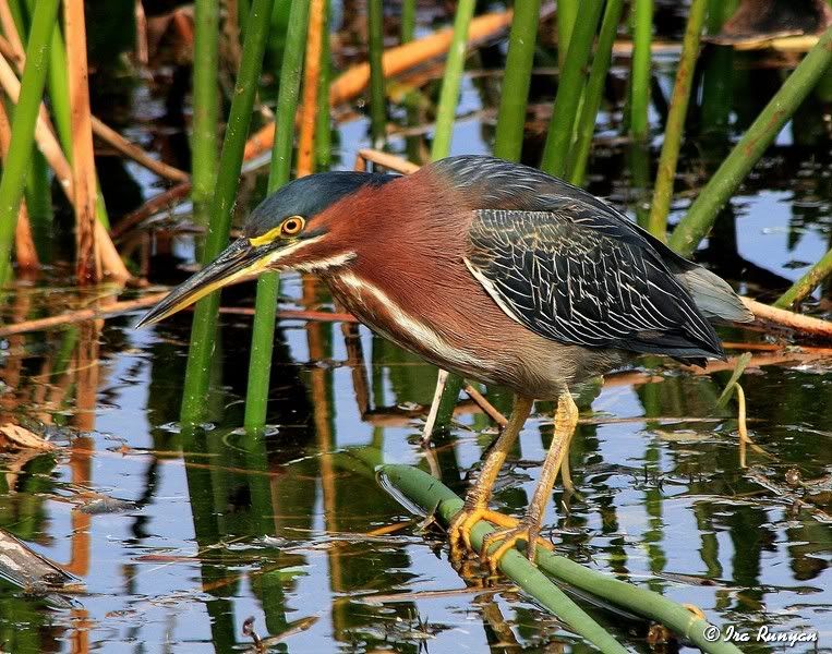 GreenHeron_2290.jpg