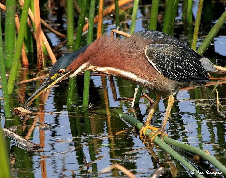 GreenHeron_2299.jpg