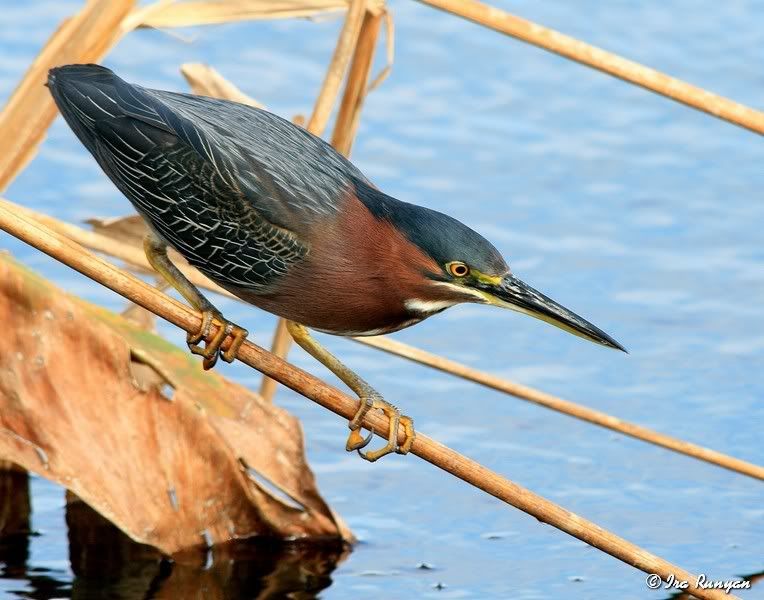 GreenHeron_2763.jpg