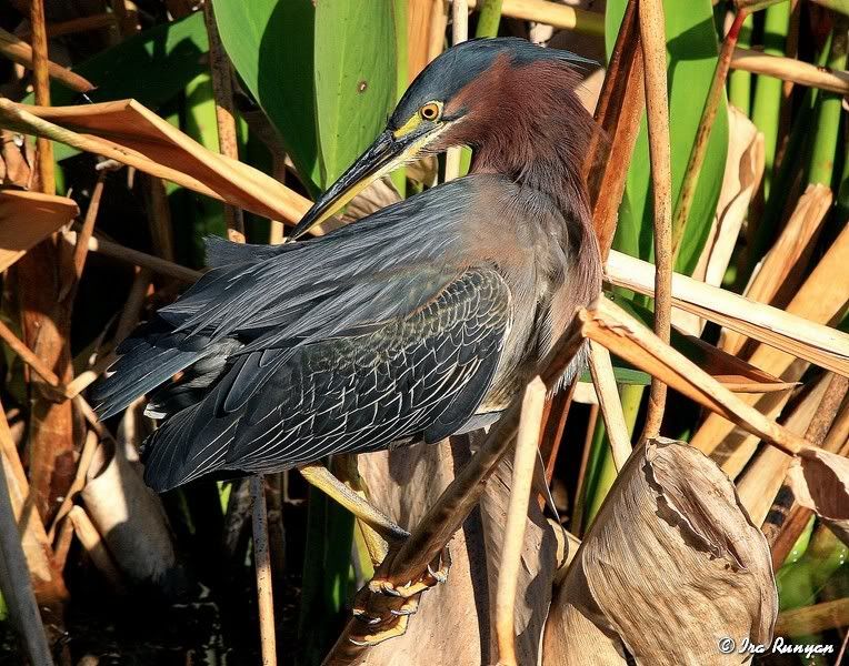 GreenHeron_2992.jpg