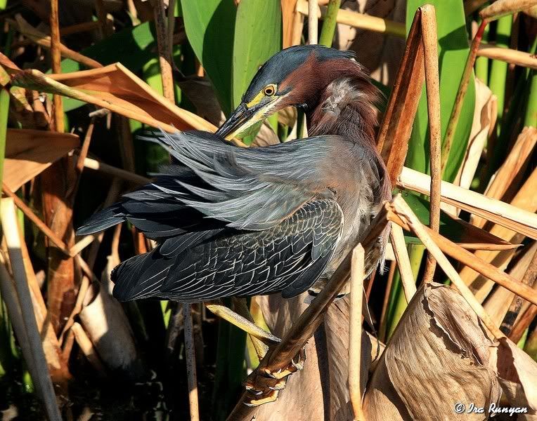 GreenHeron_2993.jpg