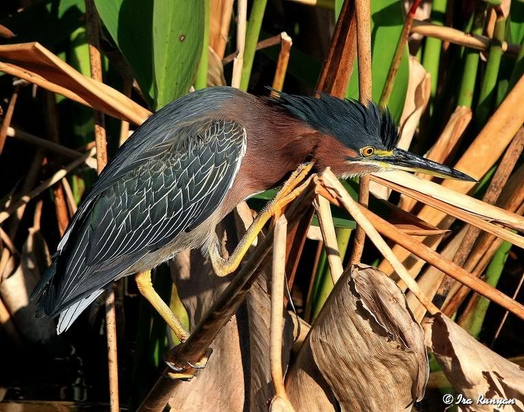 GreenHeron_3018.jpg