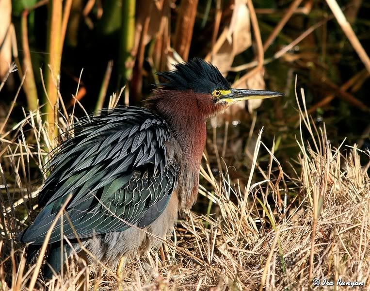 GreenHeron_3280.jpg