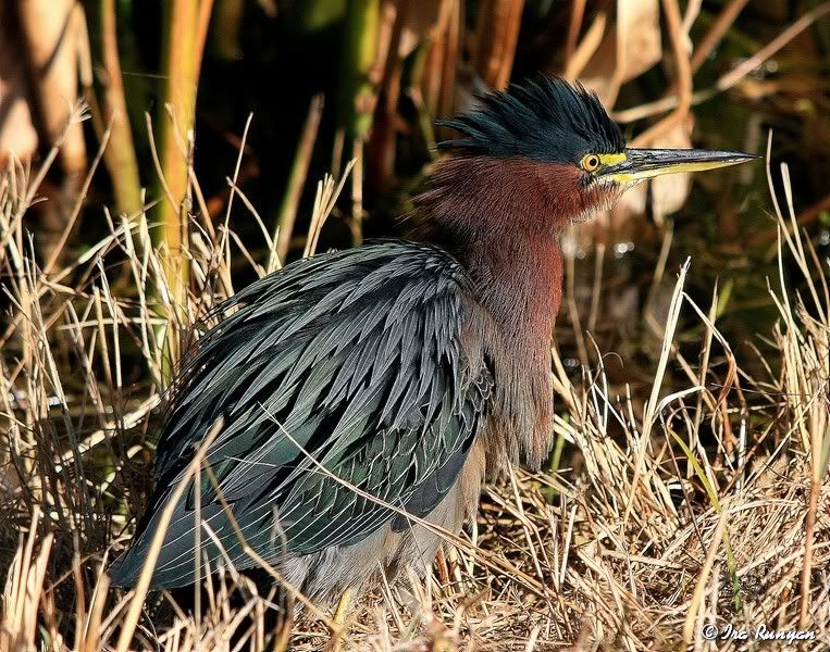 GreenHeron_3281.jpg