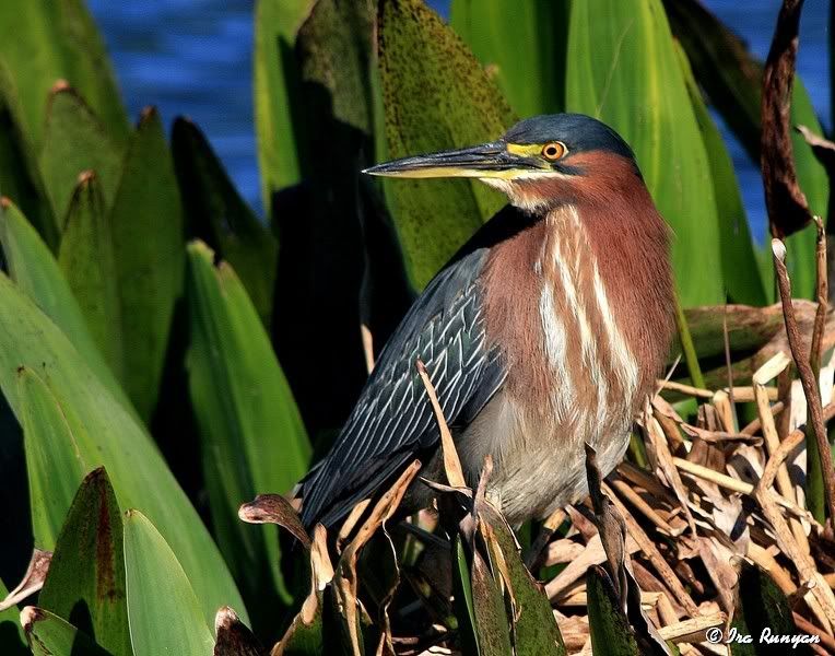 GreenHeron_3976.jpg