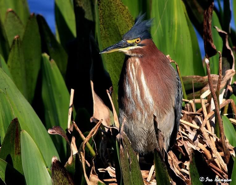 GreenHeron_4000.jpg