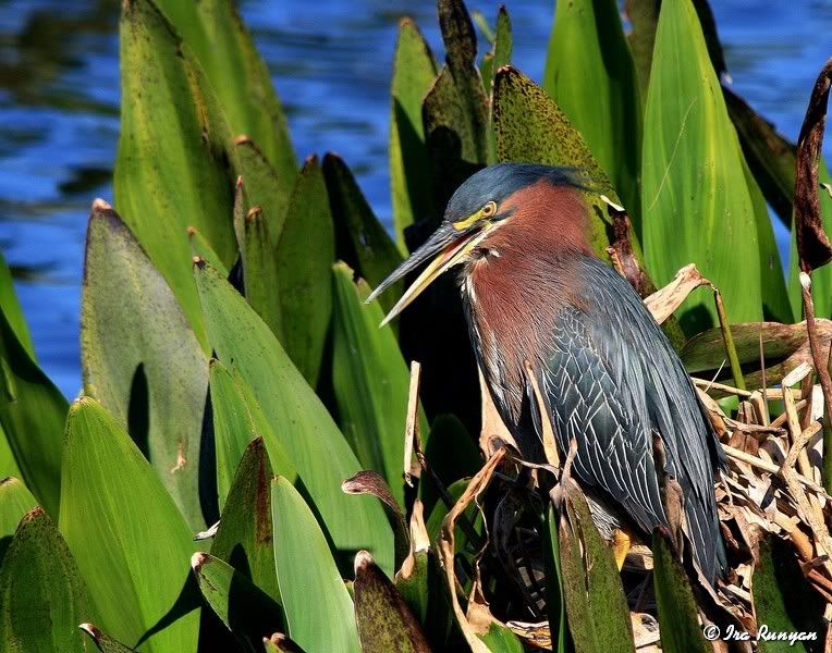 GreenHeron_4019.jpg