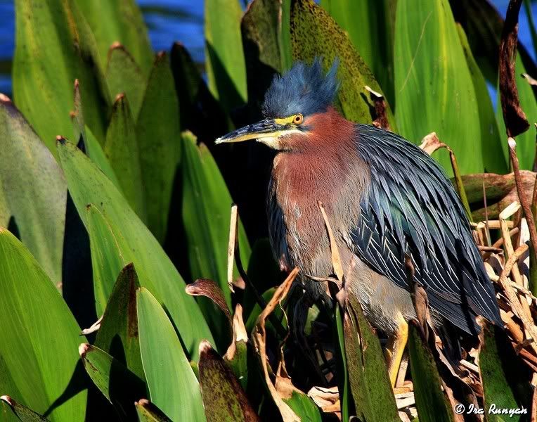 GreenHeron_4073.jpg