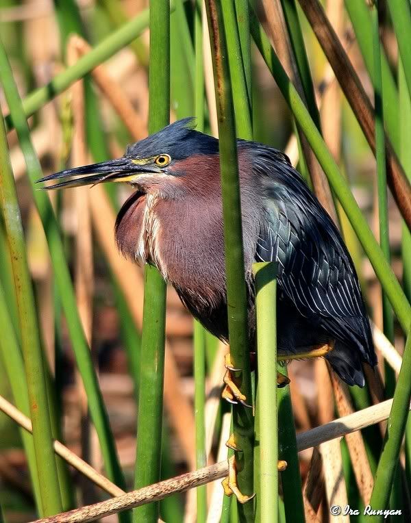 GreenHeron_5256.jpg