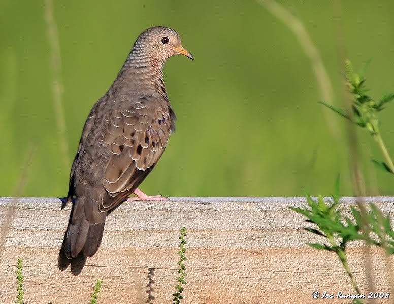 GroundDove_7871.jpg