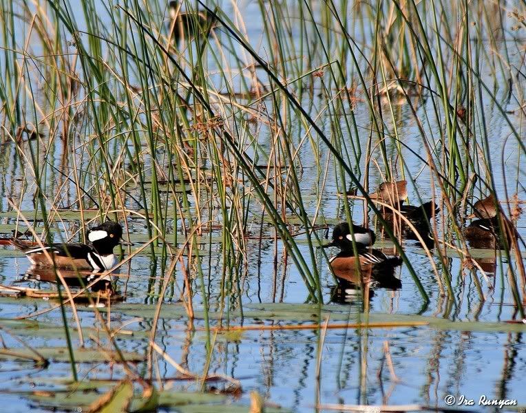 HoodedMerganser_2861.jpg