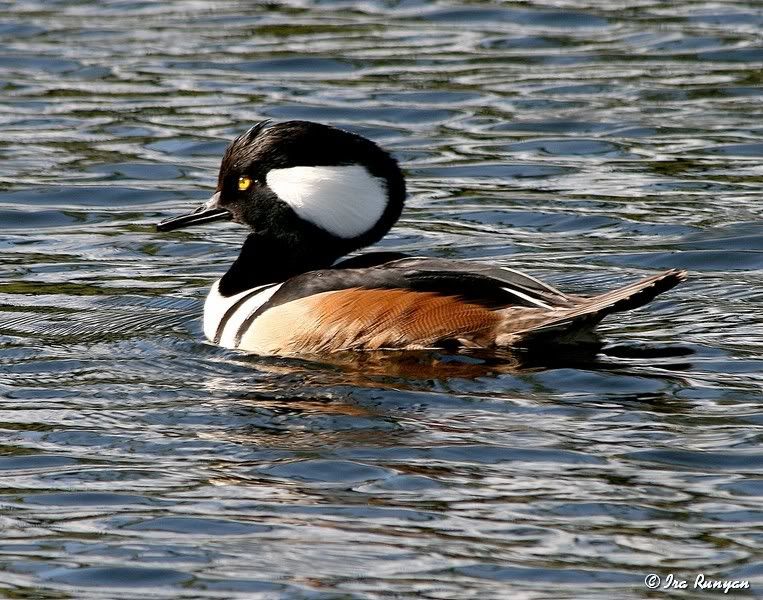 HoodedMerganser_7795.jpg