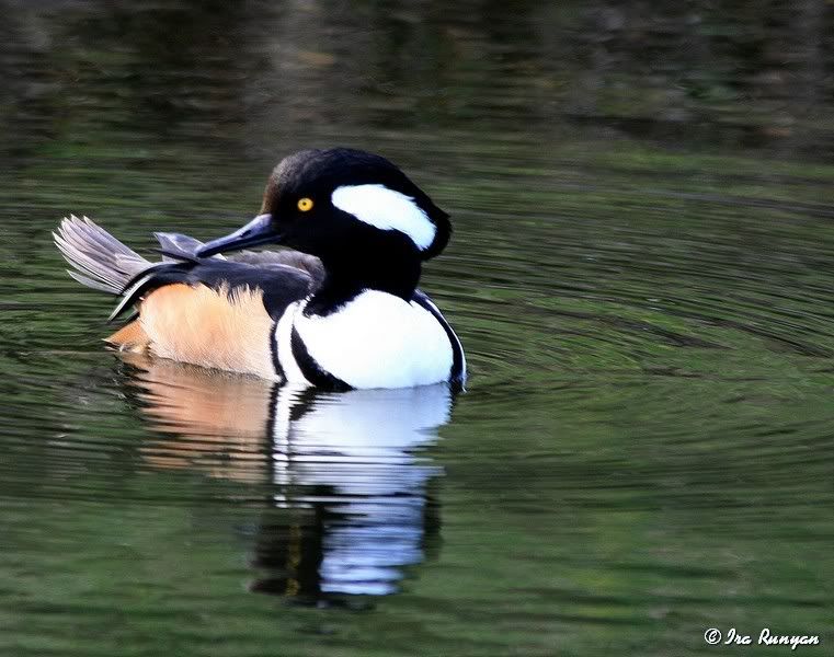 HoodedMerganser_7895.jpg