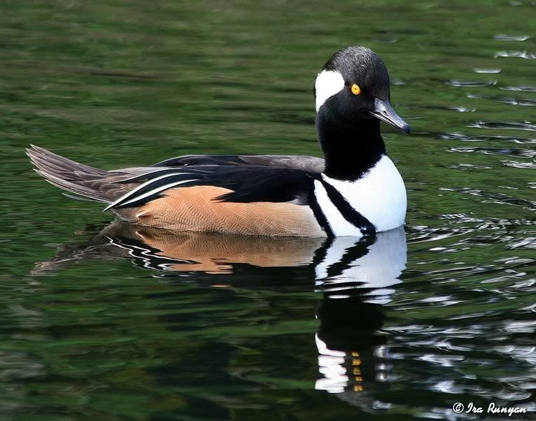 HoodedMerganser_7914.jpg