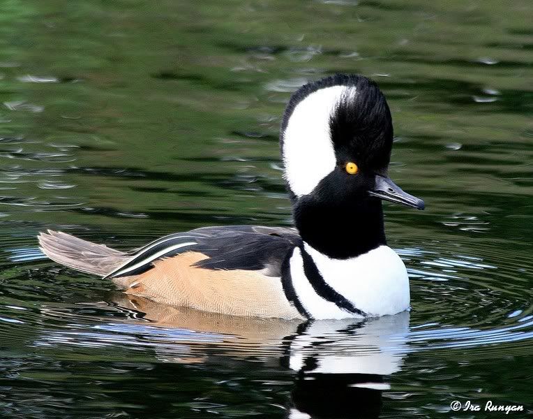 HoodedMerganser_7919.jpg