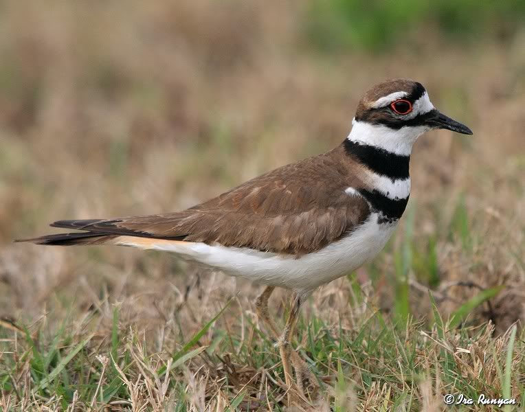 Killdeer_0140.jpg