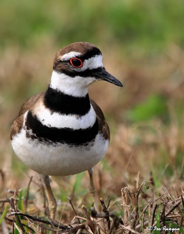 Killdeer_0158.jpg