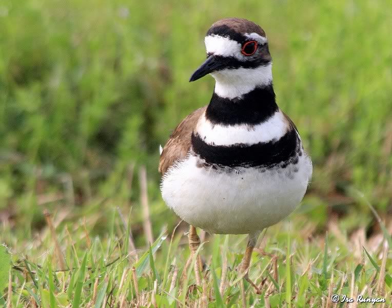 Killdeer_0163.jpg