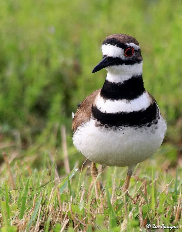 Killdeer_0164.jpg