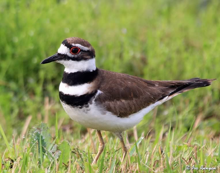 Killdeer_0166.jpg