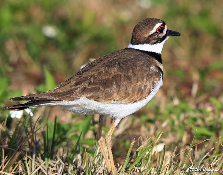 Killdeer_5090.jpg