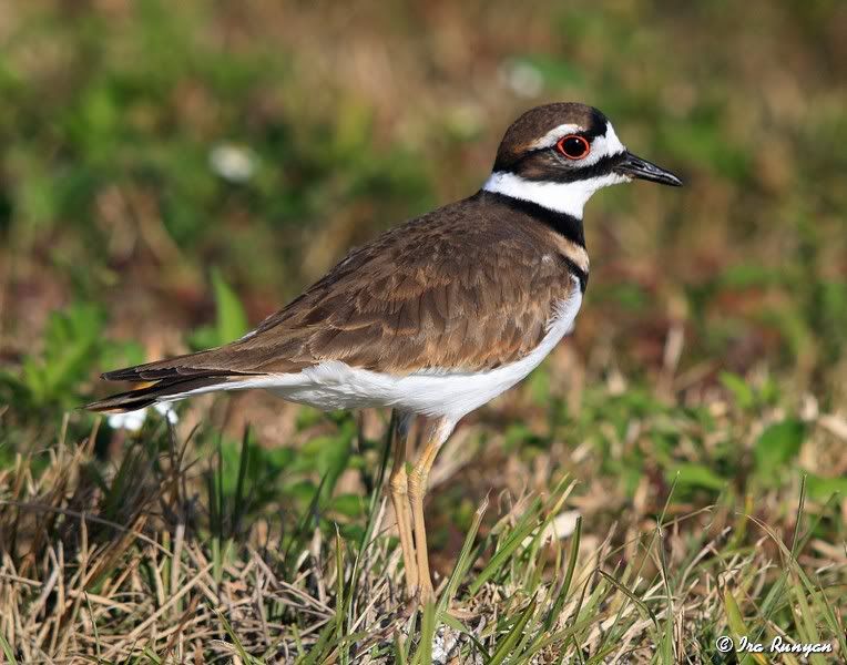 Killdeer_5092.jpg