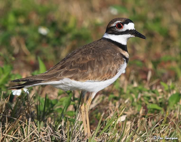 Killdeer_5094.jpg