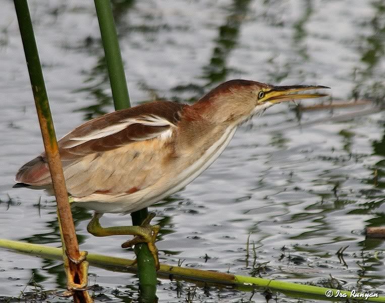 LeastBittern_0223.jpg