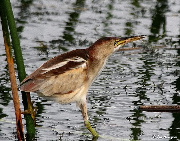 LeastBittern_0229.jpg