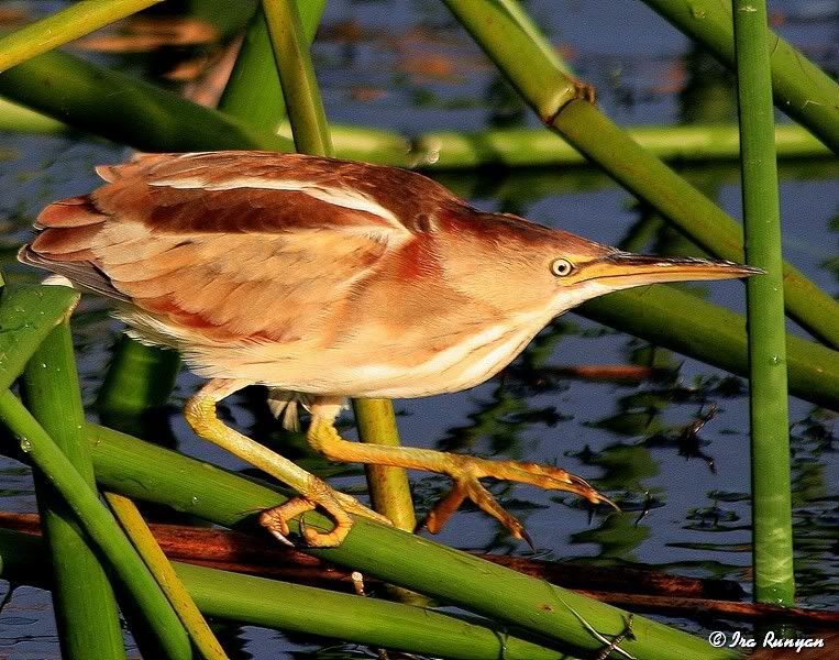 LeastBittern_0487.jpg