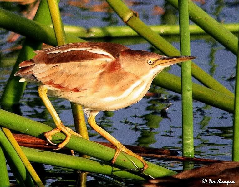 LeastBittern_0488.jpg